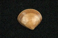 藏品(普通文蛤)的圖片